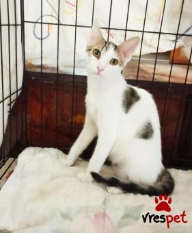 Ράτσα: Γάτα του Αιγαίου | Ηλικία: 6 μηνών | Φύλο: Θηλυκό | Αρ. Microchip: 982121212121212 | Pedigree | Περιοχή: Αττική